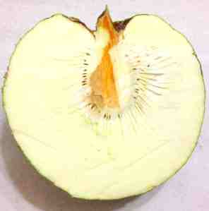 Inside of Breadfruit 