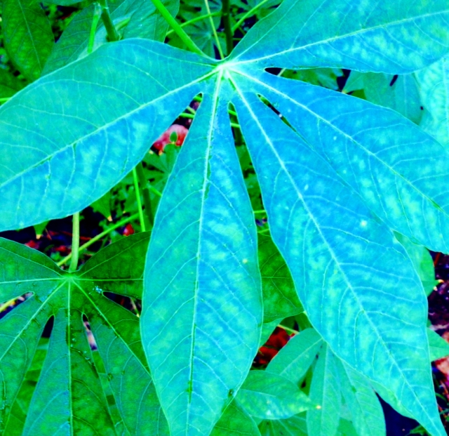 Cassava or Yuca Leaf 